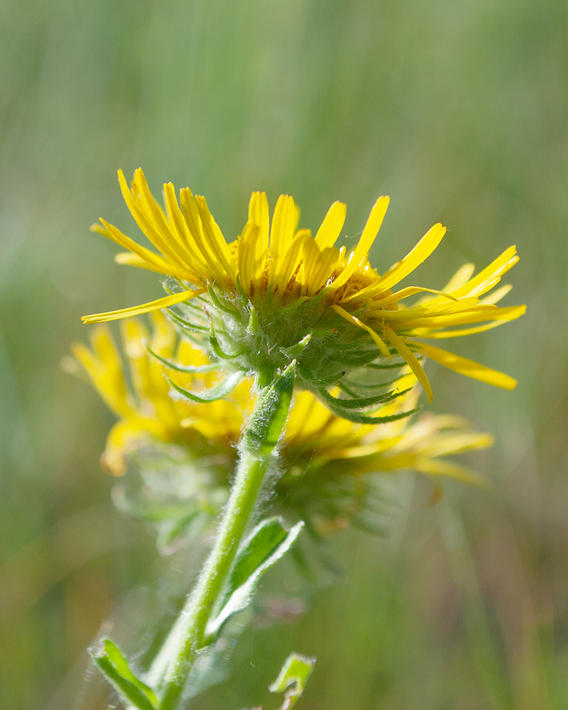 Изображение особи Inula britannica.