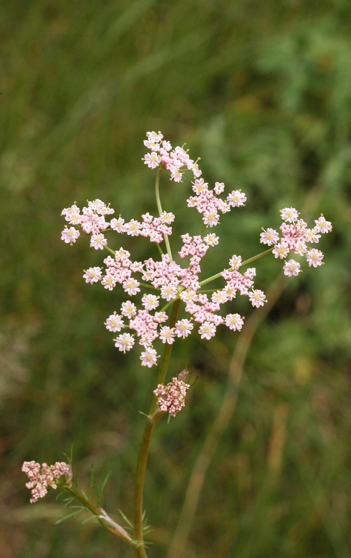 Image of Carum carvi specimen.