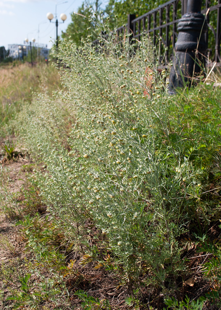 Image of Artemisia jacutica specimen.