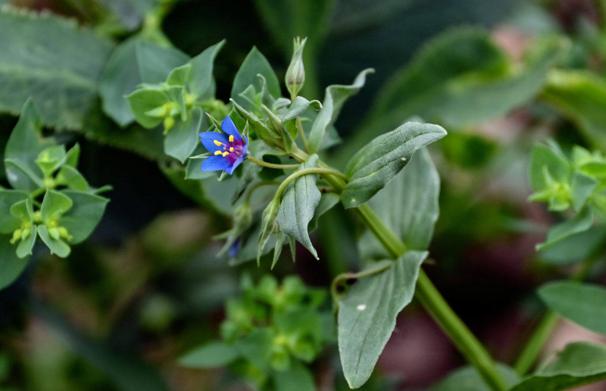 Изображение особи Anagallis arvensis.