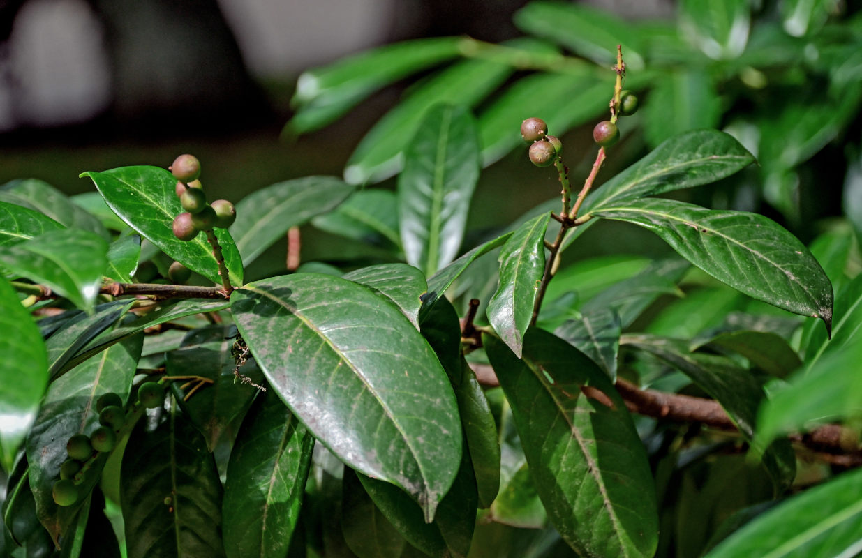 Image of Lauro-cerasus officinalis specimen.