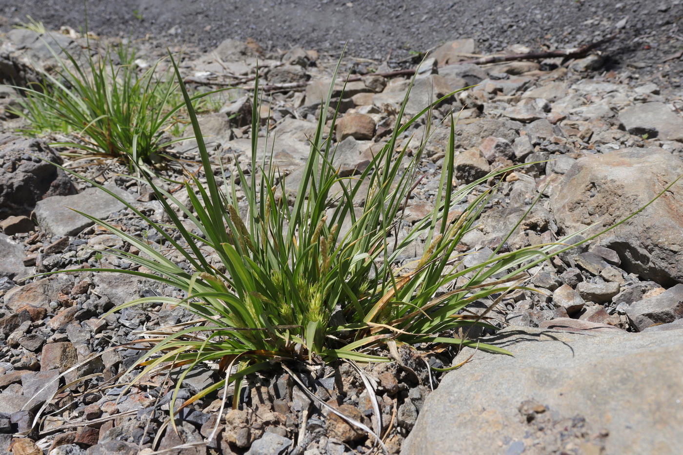 Изображение особи Carex hordeistichos.