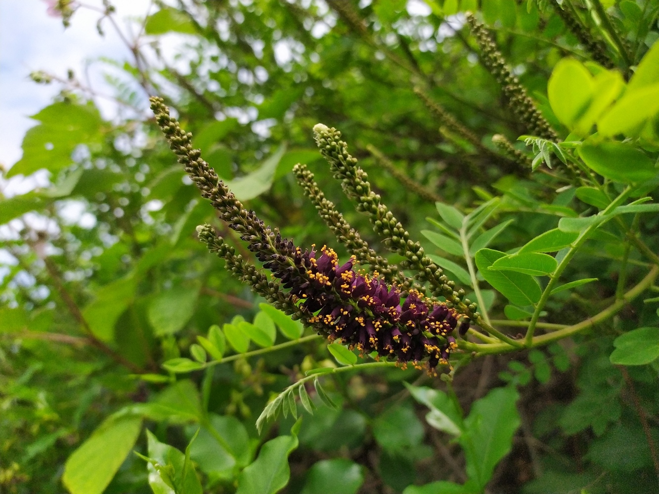 Image of Amorpha fruticosa specimen.