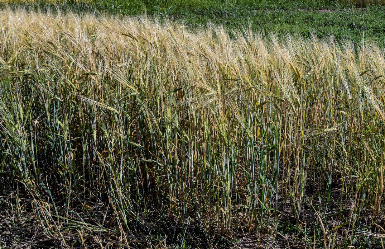 Image of Hordeum distichon specimen.