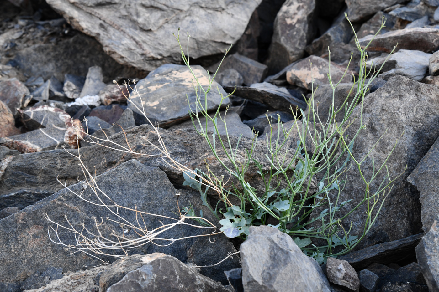 Image of Youngia tenuifolia specimen.