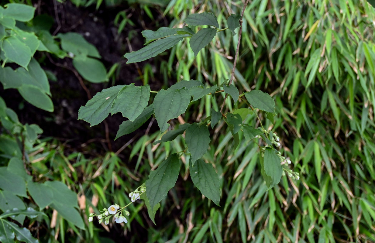 Изображение особи Philadelphus sericanthus.