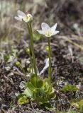 Parnassia palustris. Цветущее растение. Кабардино-Балкария, Зольский р-н, северный склон горы Эльбрус, ур. Аэродром, выс. ок. 2650 м н.у.м. 15.07.2024.