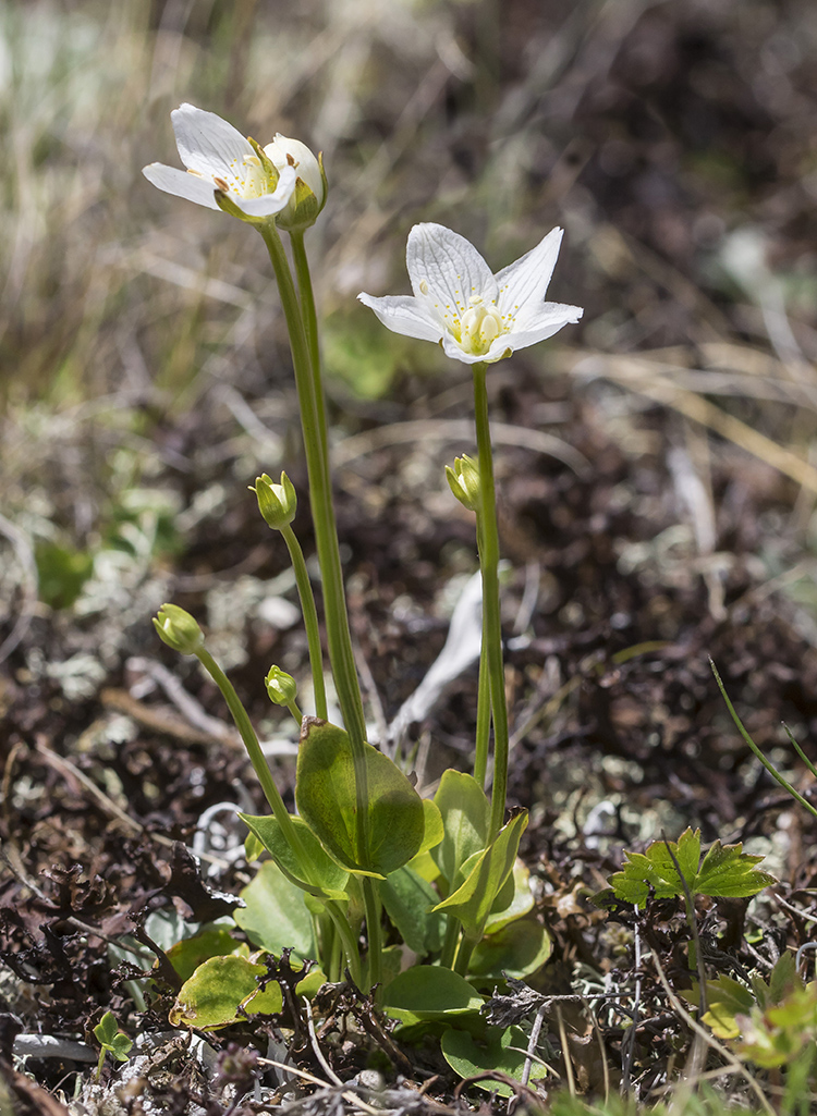 Image of Parnassia palustris specimen.