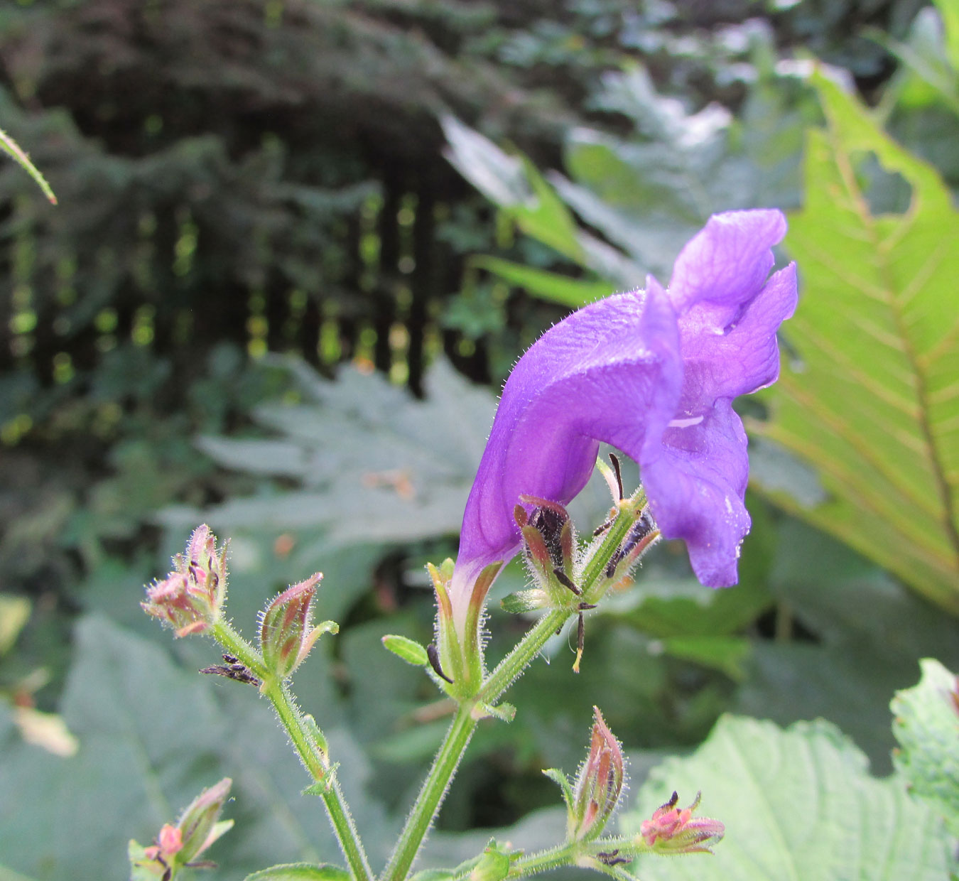 Image of Strobilanthes atropurpurea specimen.