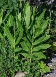 Hedychium coronarium. Вегетирующие растения. Грузия, Аджария, г. Батуми, в культуре. 17.06.2023.