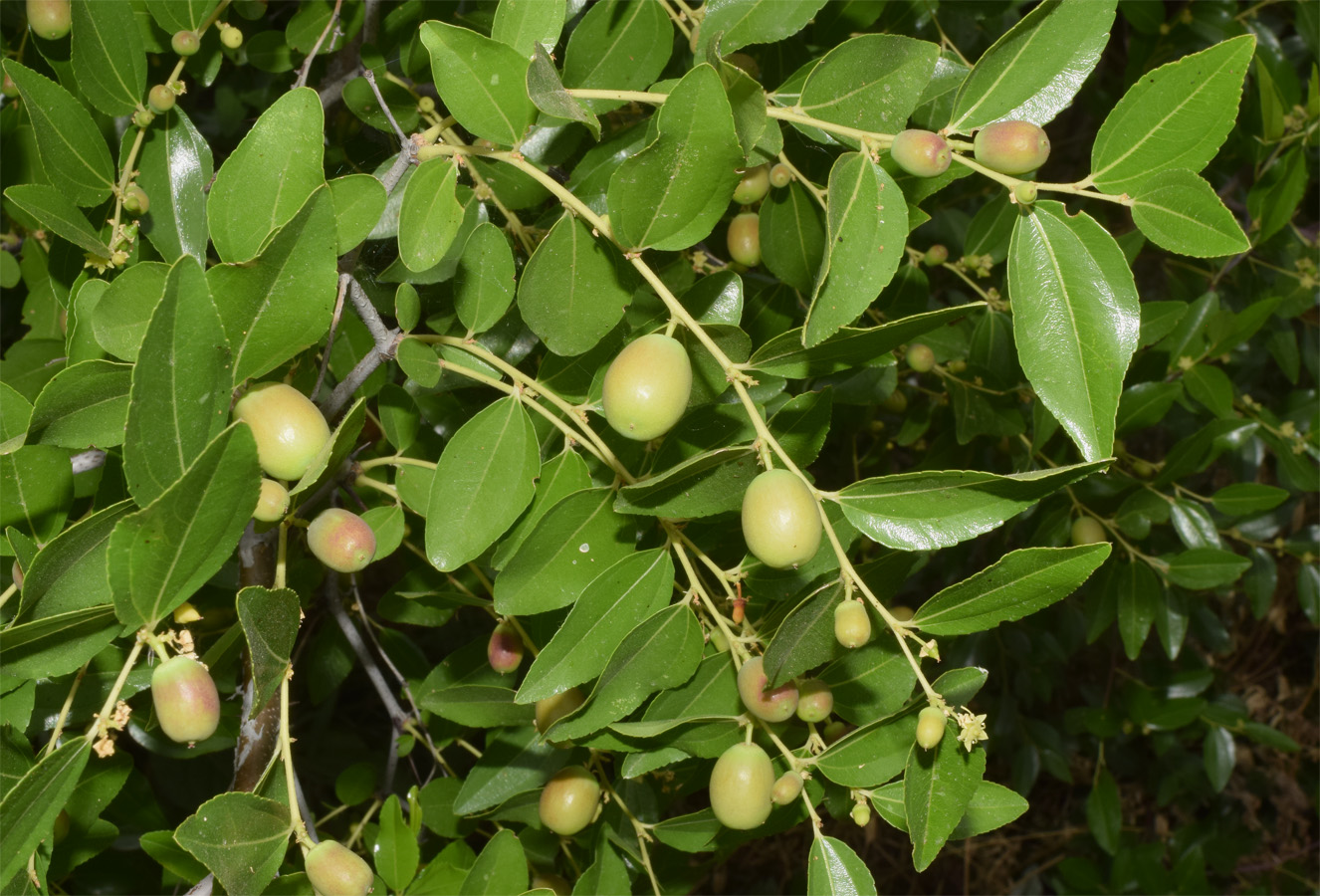 Изображение особи Ziziphus jujuba.