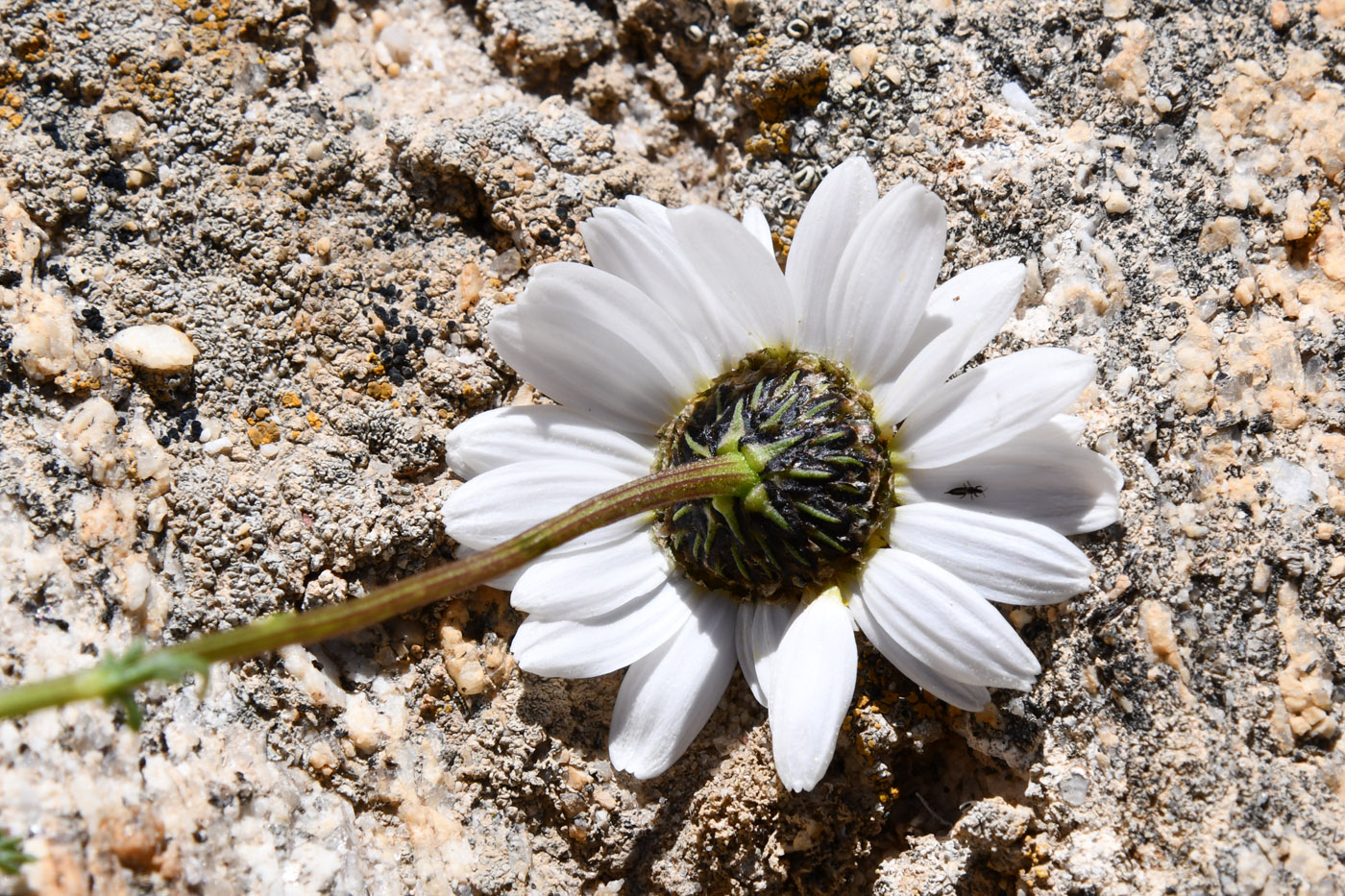 Image of Richteria pyrethroides specimen.