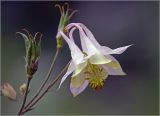 Aquilegia vulgaris. Цветок (гипохромная форма) и незрелые плоды. Московская обл., Раменский р-н, окр. дер. Хрипань, садовый участок. 14.08.2024.