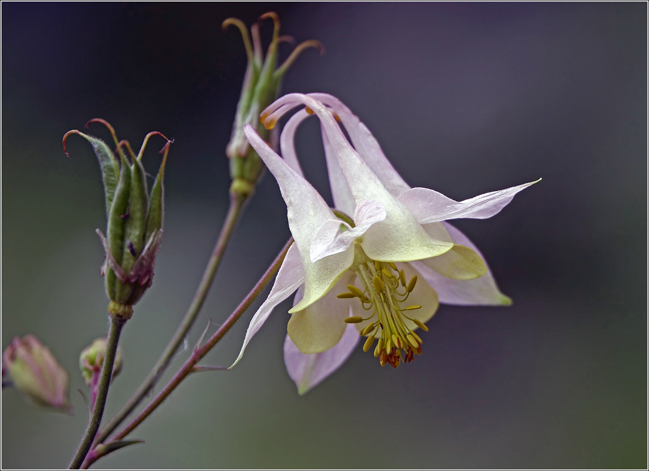 Изображение особи Aquilegia vulgaris.