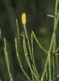 Equisetum ramosissimum