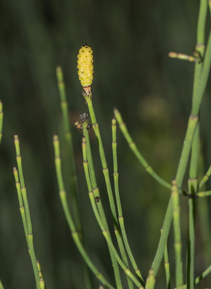 Изображение особи Equisetum ramosissimum.