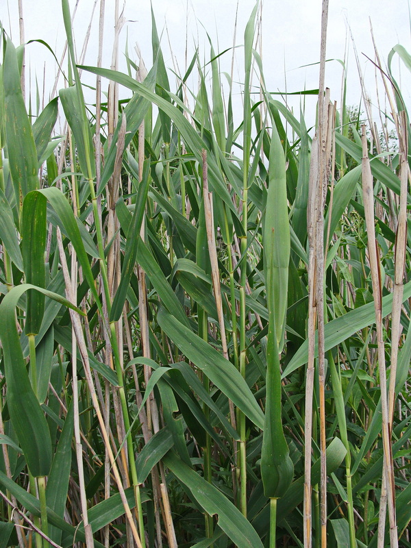 Image of Phragmites australis specimen.