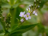 Veronica anagallis-aquatica. Цветки и бутоны. Крым, Южный Берег, окр. пос. Лесной, русло высохшего ручья. 26.05.2024.