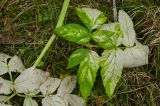 Archangelica officinalis. Листья в осенней окраске. Пермский край, Кишертский р-н, поляна в еловом лесу. 1 октября 2023 г.