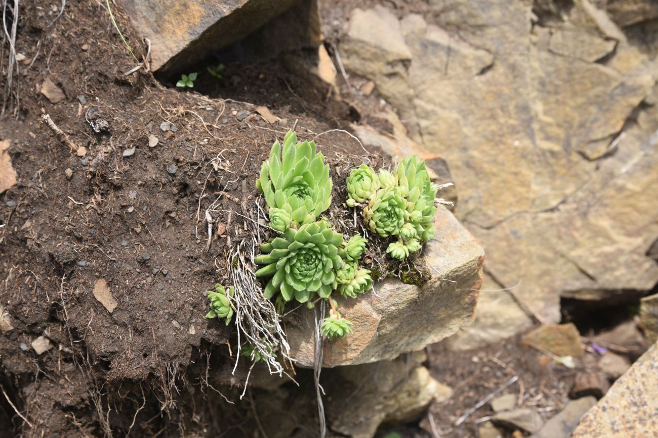 Изображение особи род Sempervivum.