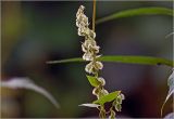 Fallopia dumetorum. Соплодие. Московская обл., Раменский р-н, окр. дер. Хрипань, садовый участок. 23.08.2024.