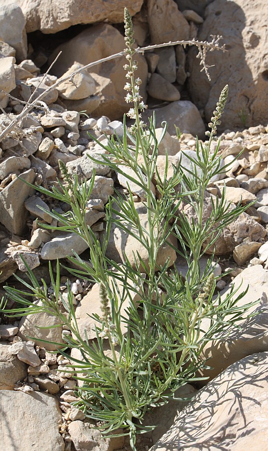 Изображение особи Reseda stenostachya.