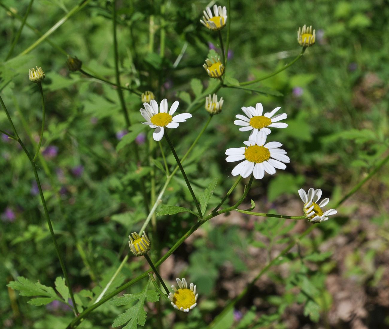 Image of genus Pyrethrum specimen.