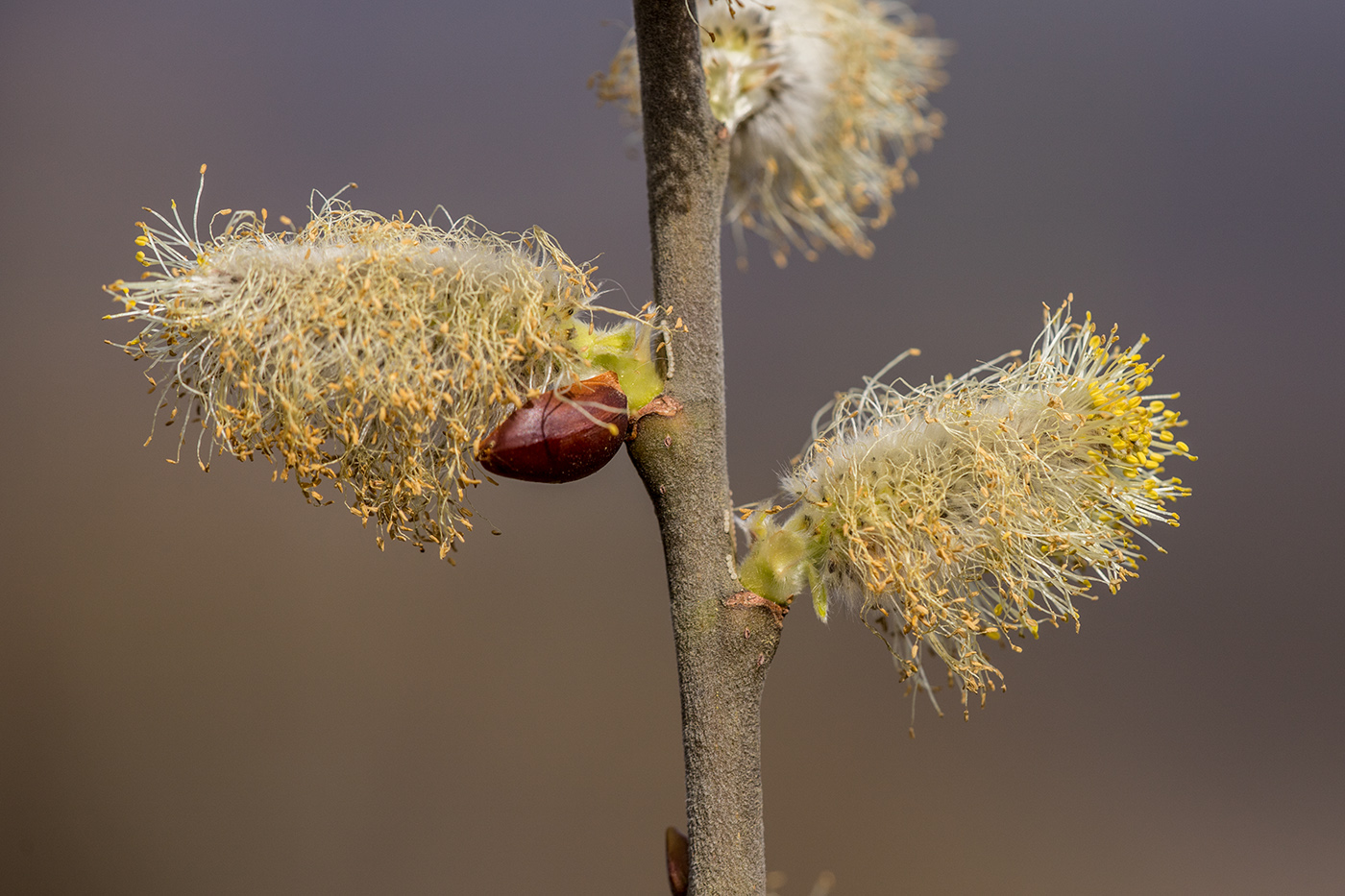 Image of Salix caprea specimen.