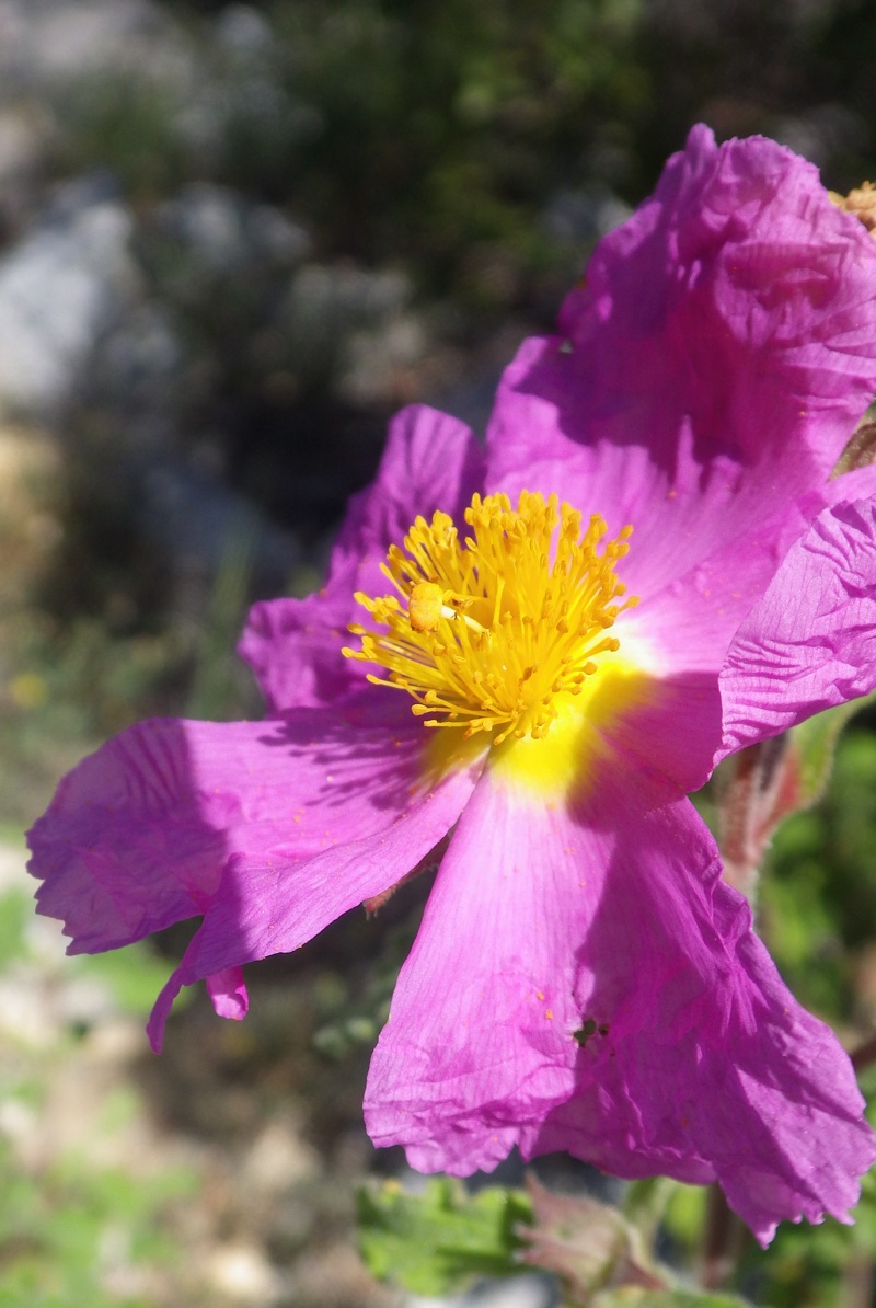 Image of Cistus creticus specimen.