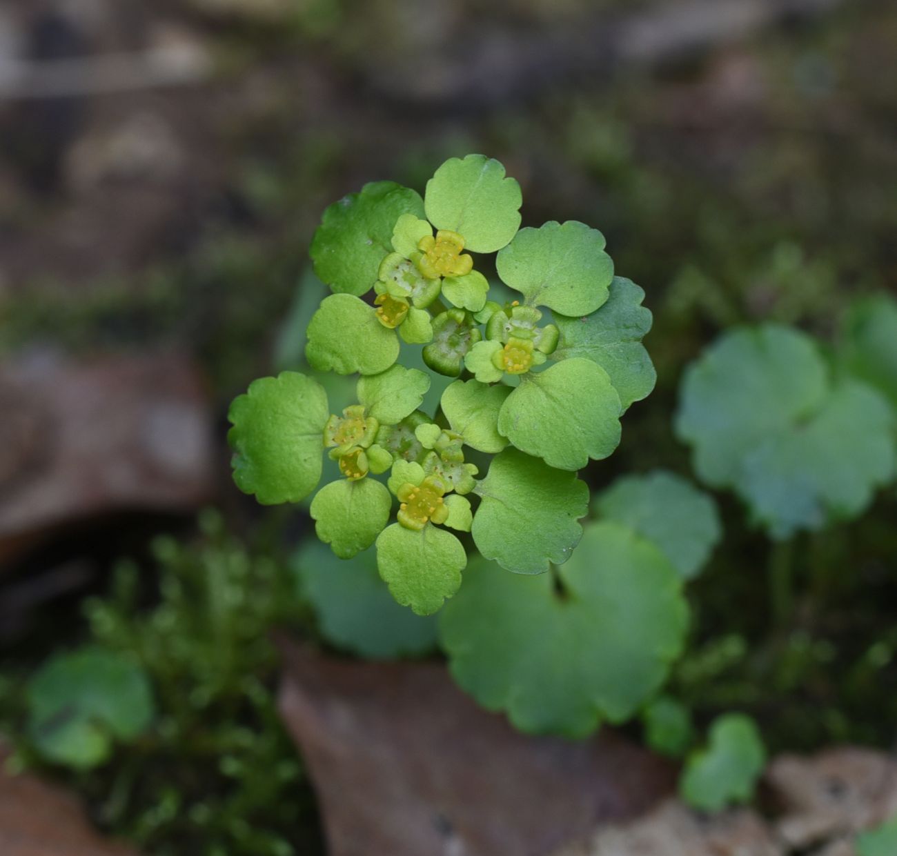 Image of Chrysosplenium alternifolium specimen.