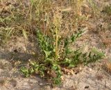 View full-size image Spinacia turkestanica