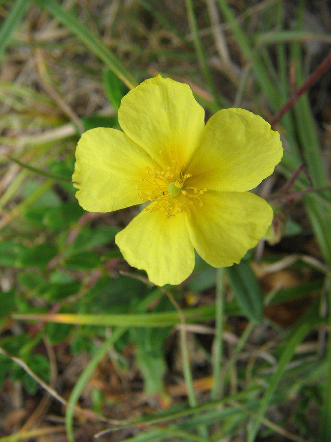 Image of genus Helianthemum specimen.