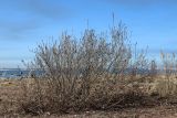 View full-size image genus Salix