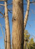 Paulownia tomentosa. Ствол. Крым, Симферополь, ботсад университета. 1 ноября 2010 г.