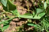 View full-size image Lathyrus miniatus