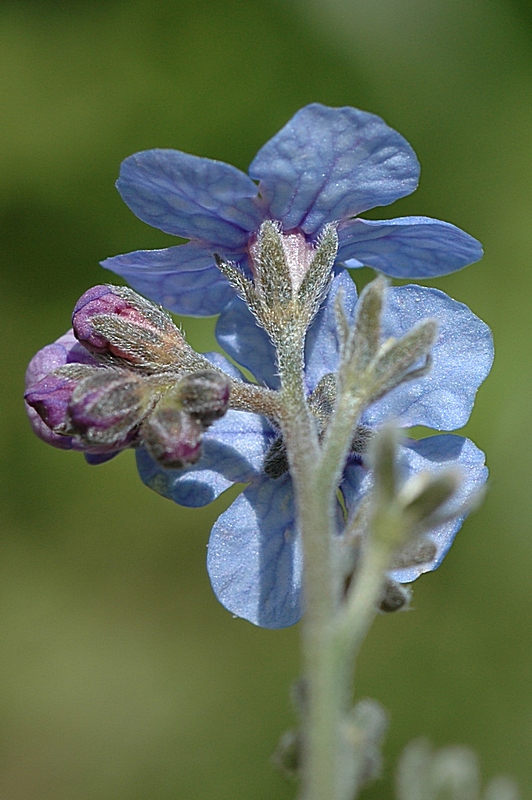 Изображение особи Cynoglossum capusii.