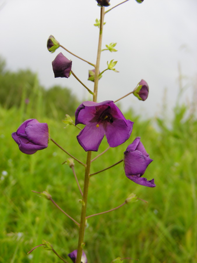 Image of Verbascum phoeniceum specimen.