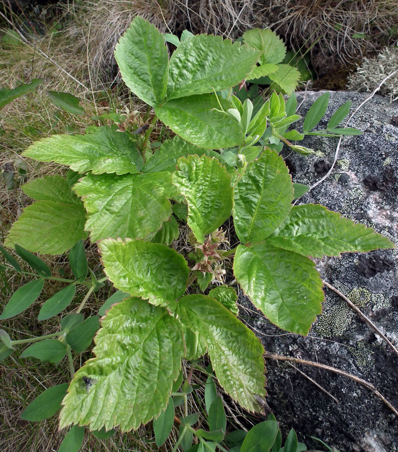 Изображение особи Rubus saxatilis.