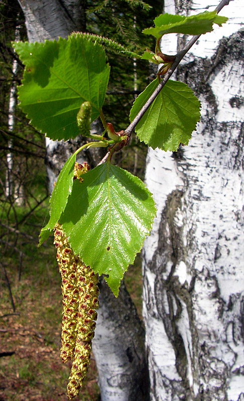 Image of Betula pendula specimen.