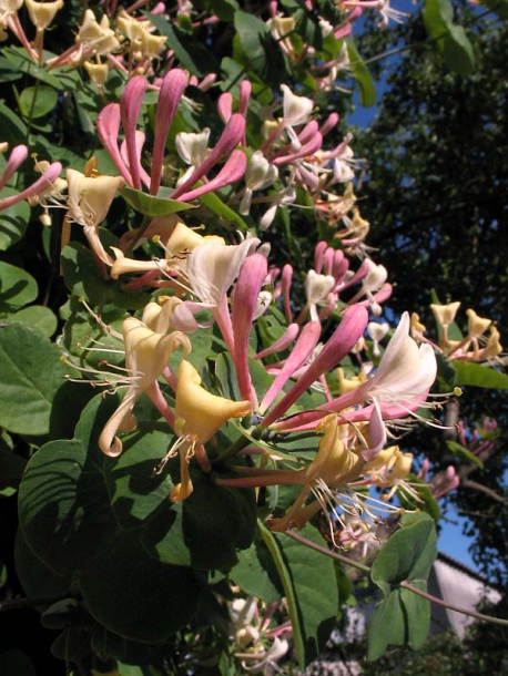 Image of Lonicera caprifolium specimen.