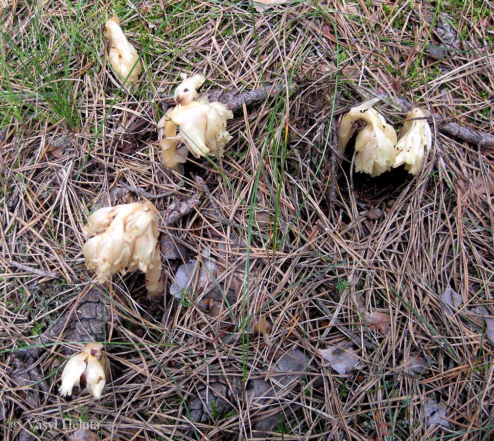 Image of Hypopitys monotropa specimen.