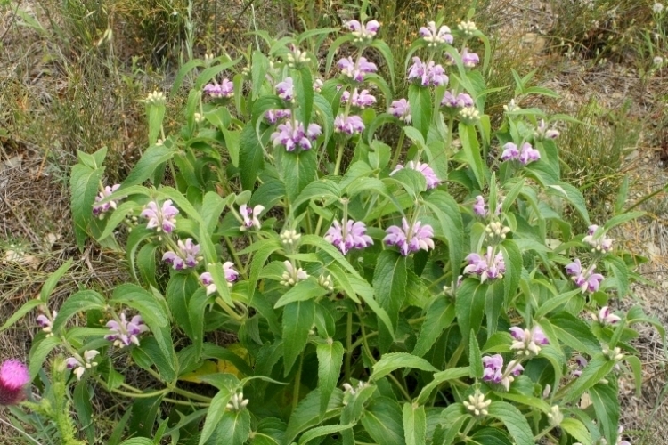 Изображение особи Phlomis majkopensis.