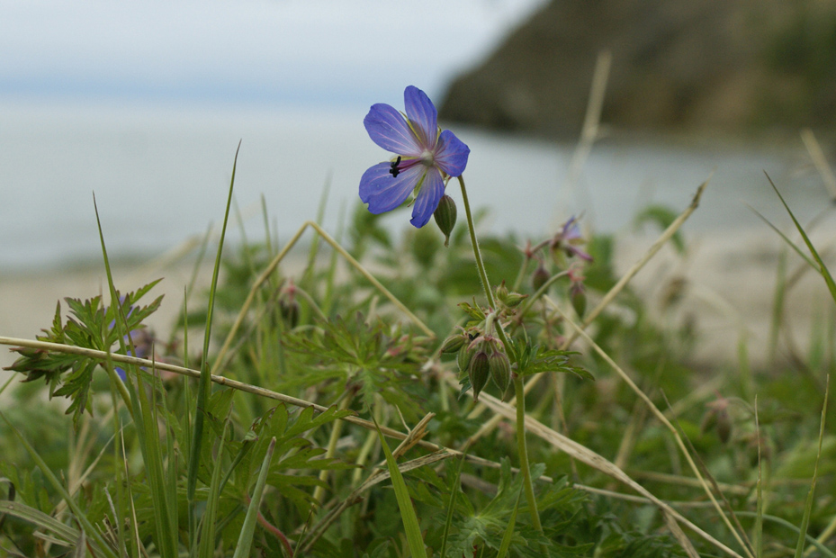 Image of Geranium pratense specimen.