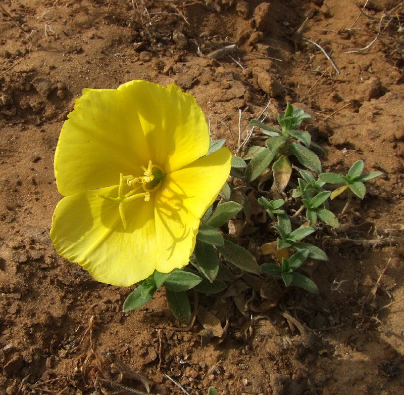 Изображение особи Oenothera drummondii.