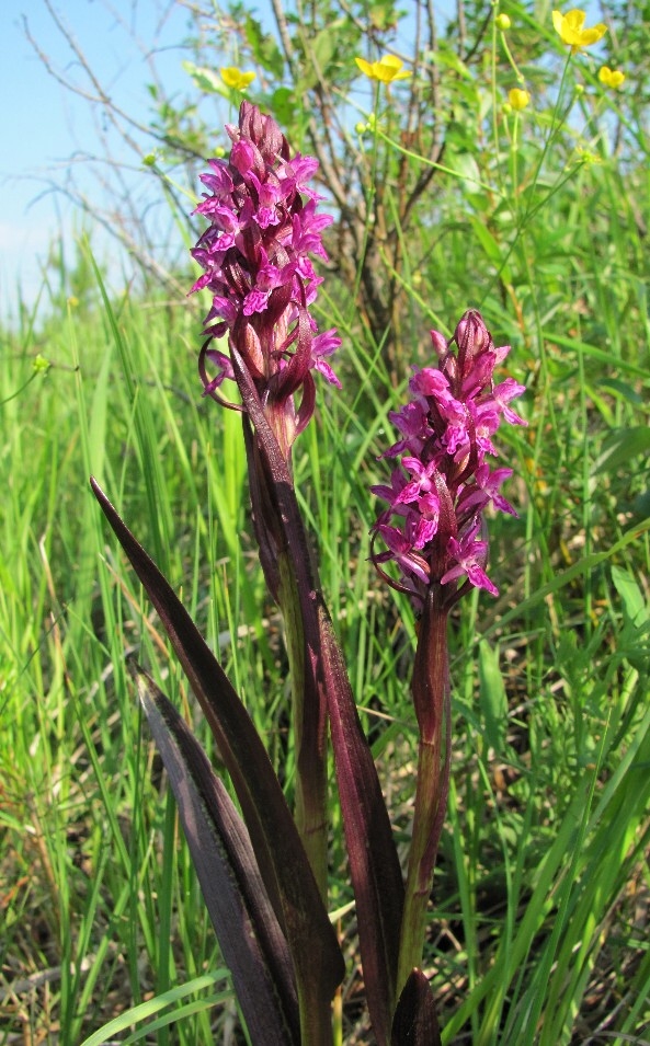 Изображение особи Dactylorhiza incarnata.