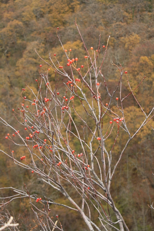 Image of Sorbus taurica specimen.