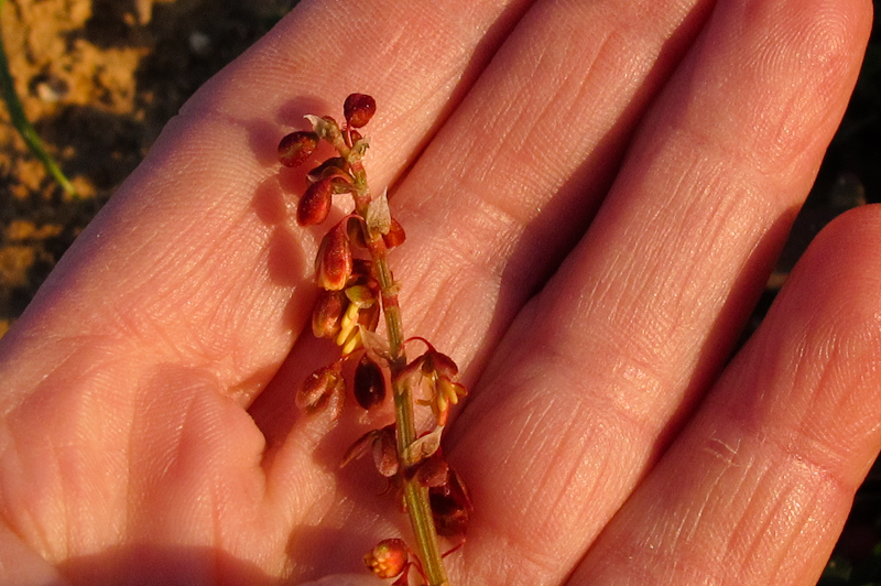 Image of Rumex occultans specimen.