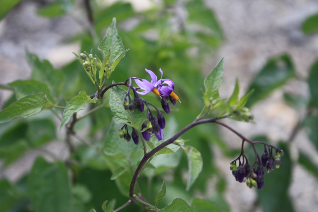 Изображение особи Solanum persicum.