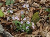 Omphalodes cappadocica