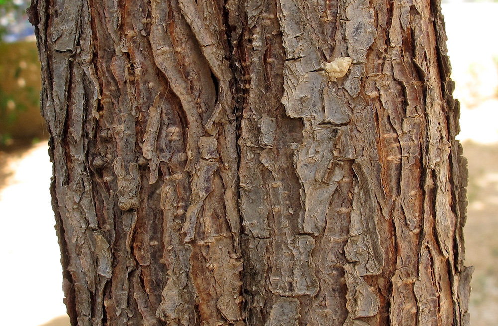 Изображение особи Ficus lyrata.